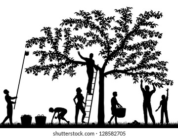 Editable vector silhouettes of a family harvesting apples from a tree with people and fruit as separate objects