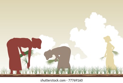 Editable vector silhouettes of women planting rice in a paddy field