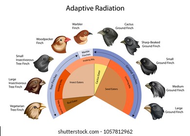 Gráfico educativo de la biología para la radiación adaptable de las Galápagos encuentra diagrama. Ilustración vectorial.