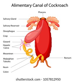 Education Chart of Biology for Anatomy of Alimentary Canal of Cockroach Diagram. Vector illustration.