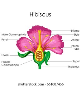 Education Chart of Biology for Anatomy of Hibiscus flower Diagram. Vector illustration