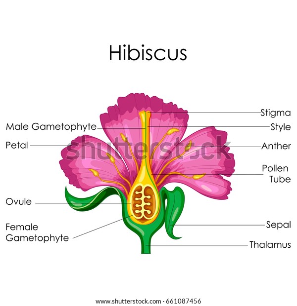 Education Chart of Biology for Anatomy of\
Hibiscus flower Diagram. Vector\
illustration