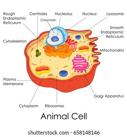Education Chart Biology Animal Cell Diagram Stock Vector (Royalty Free)  658148146 | Shutterstock