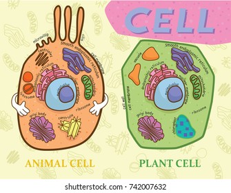 Education Chart Of Biology For Animal Cell And Plant Cell Diagram