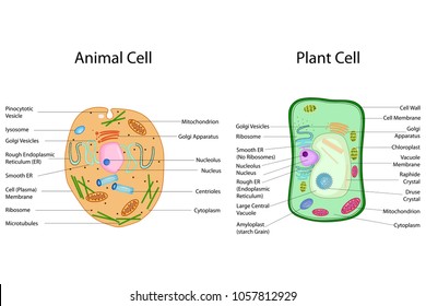 1,022 Cell Structure Plant Animals Images, Stock Photos & Vectors |  Shutterstock