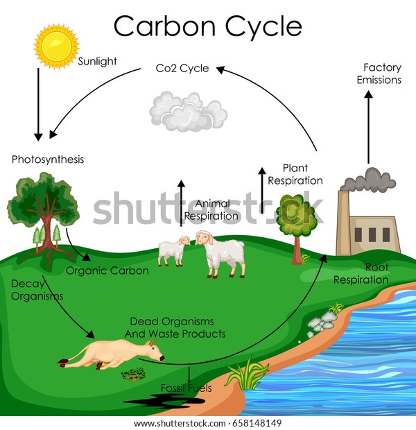 炭素循環生物学教育図ベクターイラスト のベクター画像素材 ロイヤリティフリー