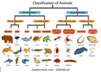 Education Chart of Biology for Classification of Animals Diagram. Vector illustration