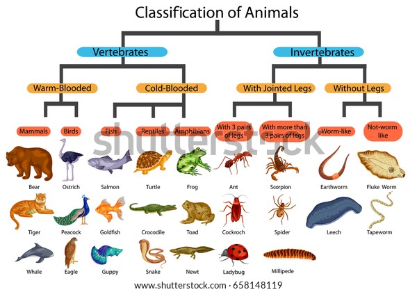 Education Chart of Biology for\
Classification of Animals Diagram. Vector\
illustration