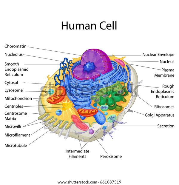 Biological Classification Of Humans Chart