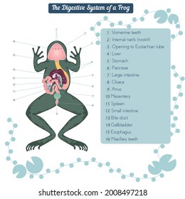 female frog diagram