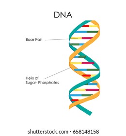 Education Chart Of Biology For DNA Structure Diagram. Vector Illustration