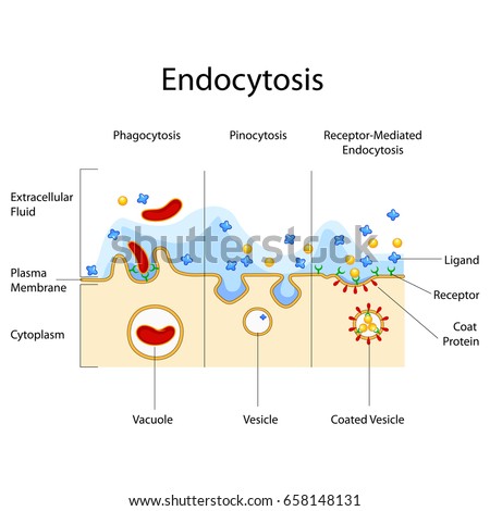 Drag The Labels Onto The Diagram To Identify The Types Of Endocytosis