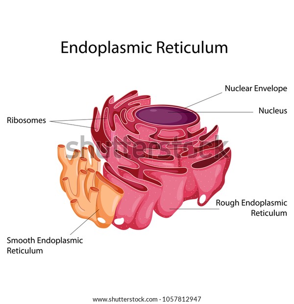 Education Chart Biology Endoplasmic Reticulum Diagram Stock Vector