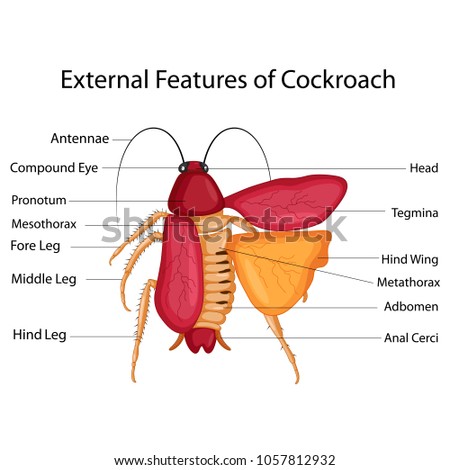 education chart biology external features cockroach stock vector Cockroach Heart Diagram education chart of biology for external features of cockroach diagram vector illustration