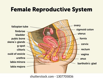 boilogical diagram clitoris Sex with the electrician