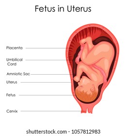 Education Chart of Biology for Fetus in Uterus Diagram. Vector illustration.