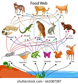 Education Chart of Biology for Food Web Diagram. Vector illustration