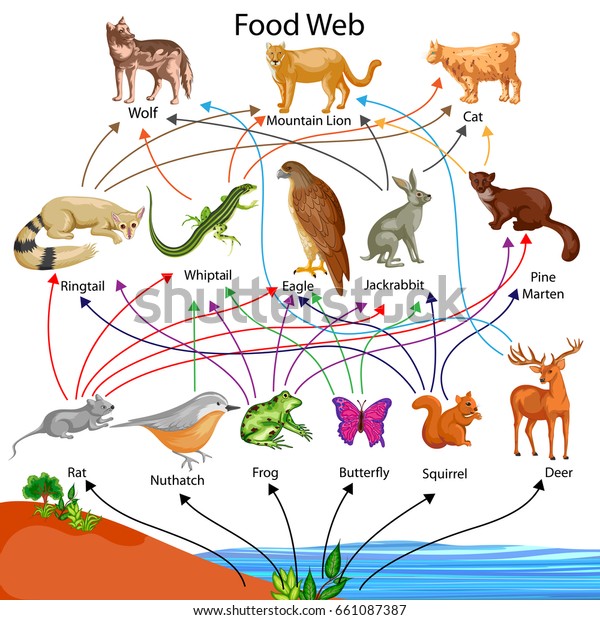 Education Chart of Biology for Food Web\
Diagram. Vector\
illustration