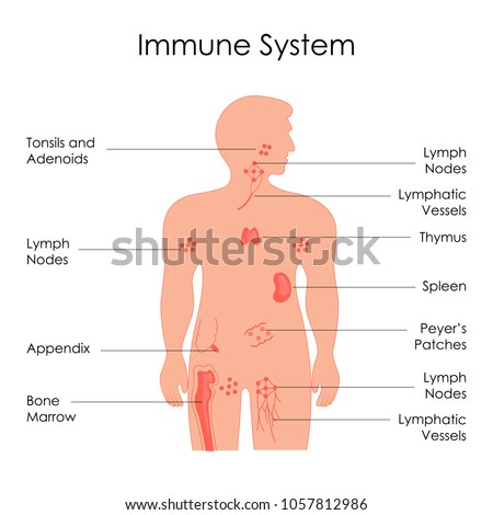 Diagram Of The Immune System - Free Wiring Diagram
