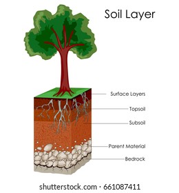 Gráfico educativo de la biología para capas de diagrama de Soili. Ilustración del vector