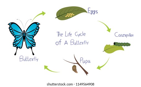 Education Chart of Biology for Life Cycle of Butterfly Diagram. Vector illustration