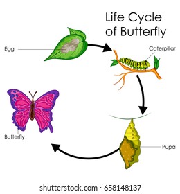 Education Chart Biology Life Cycle Butterfly Stock Vector (Royalty Free ...