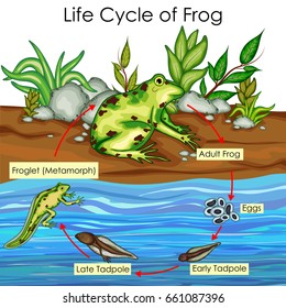 frog cycle model