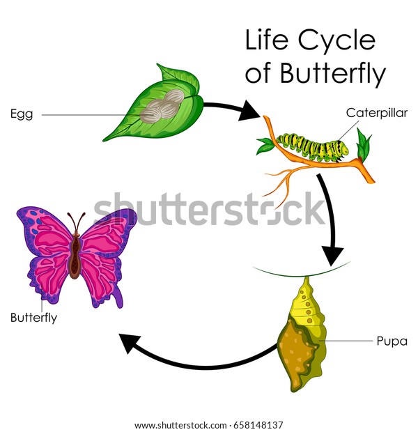 蝶のライフサイクルに関する生物学教育図ベクターイラスト のベクター画像素材 ロイヤリティフリー