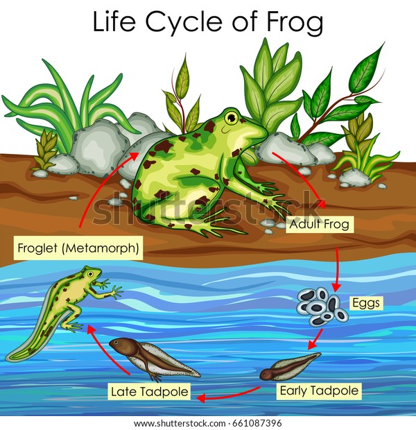 Frog Chart