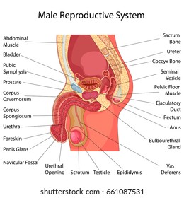 Education Chart Of Biology For Male Reproductive System Diagram. Vector Illustration