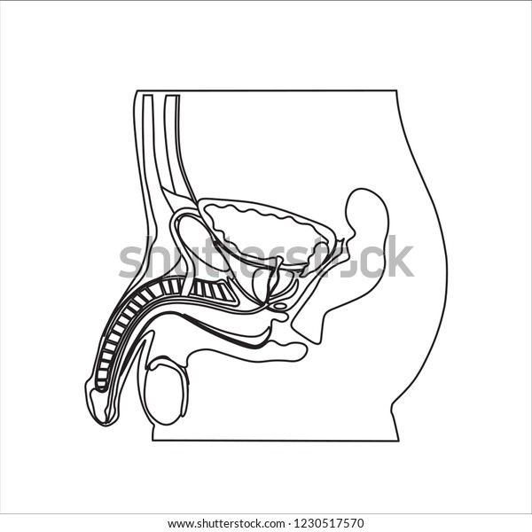 Education Chart Biology Male Reproductive System Stock Vector Royalty