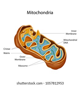 Education Chart of Biology for Mitochondria Diagram. Vector illustration.