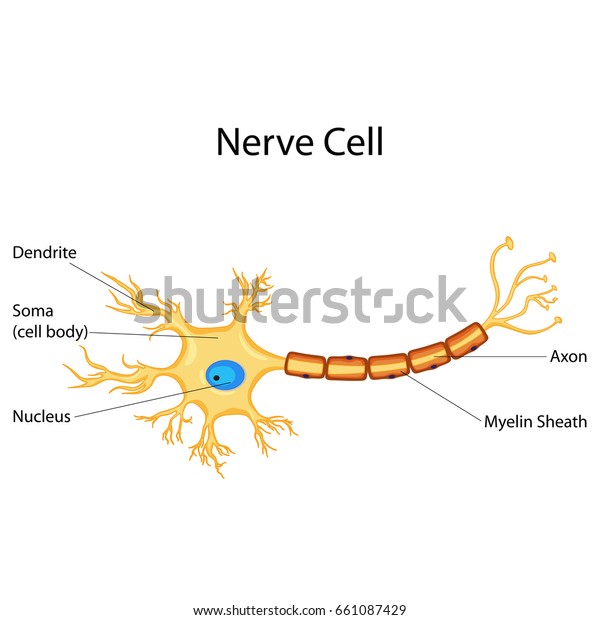Education Chart of Biology for Nerve Cell\
Diagram. Vector\
illustration