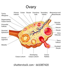 Education Chart of Biology for Ovary Diagram. Vector illustration