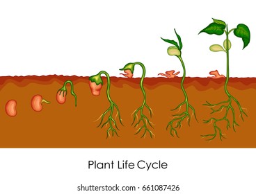 Education Chart Biology Plant Life Cycle Stock Vector (royalty Free 