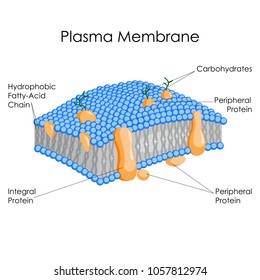 876 Plasma membrane Stock Vectors, Images & Vector Art | Shutterstock