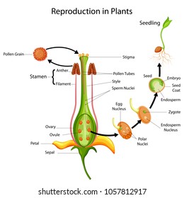 Education Chart Of Biology For Reproduction In Plant Diagram. Vector Illustration.