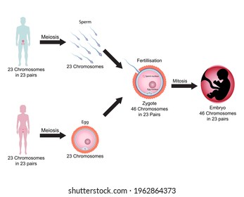 110,752 Body Cells Images, Stock Photos & Vectors | Shutterstock