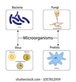 Education Chart Biology Types Microorganism Diagram Stock Vector ...