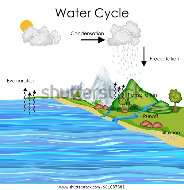 Education Chart Biology Water Cycle Diagram Stock Vector Royalty Free