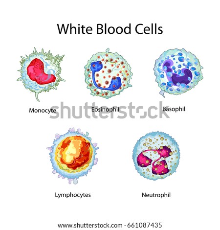 education chart biology white blood cells stock vector (royalty free Human Red Blood Cell Diagram education chart of biology for white blood cells diagram vector illustration