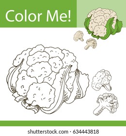 Education coloring page with vegetable. Hand drawn vector illustration of couliflower