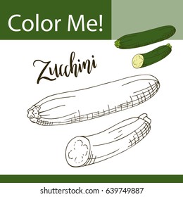 Education coloring page with vegetable. Hand drawn vector illustration of zucchini