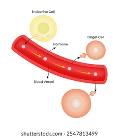 Diagrama de Educação Célula Endócrina Produz Célula Hormonal