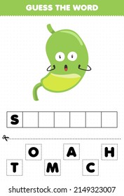 Education game for children guess the word letters practicing cute cartoon internal organ stomach