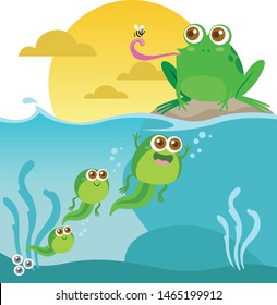 Education for illustration frog metamorphosis