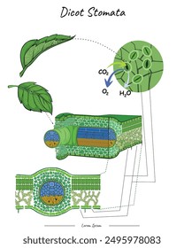 Education Plant Dicotyledon Stomata. for scientific illustrations, educational materials.