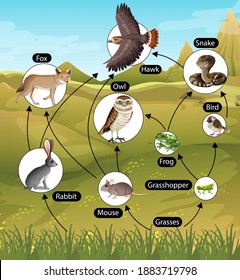 Education Poster Of Biology For Food Chains Diagram Illustration