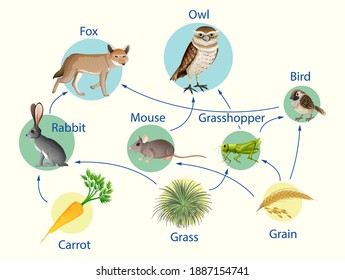 Education poster of biology for food chains diagram illustration