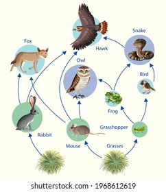 Education Poster Biology Food Chains Diagram Stock Vector (Royalty Free ...